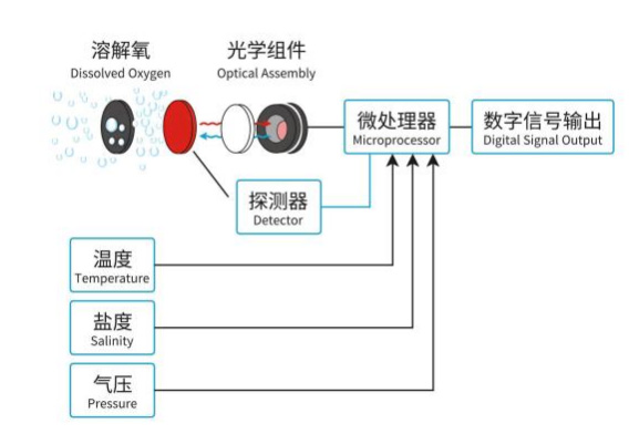 在線(xiàn)熒光法溶解氧傳感器工作原理